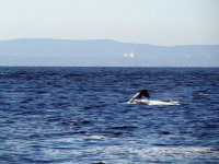 /album/un-week-end-sur-les-bords-du-st-laurent/p5191309-001-jpg/